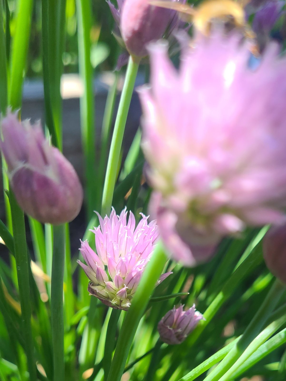 I was trying to take a picture of the bee